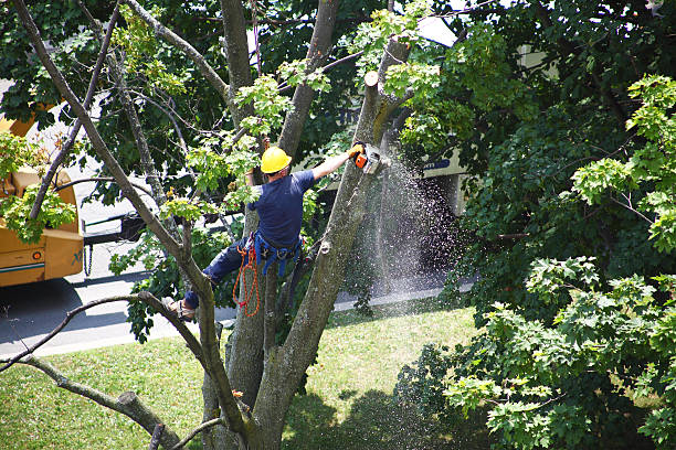 How Our Tree Care Process Works  in  Slater, MO